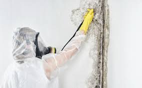 Best Real Estate Mold Inspection  in Suisun City, CA